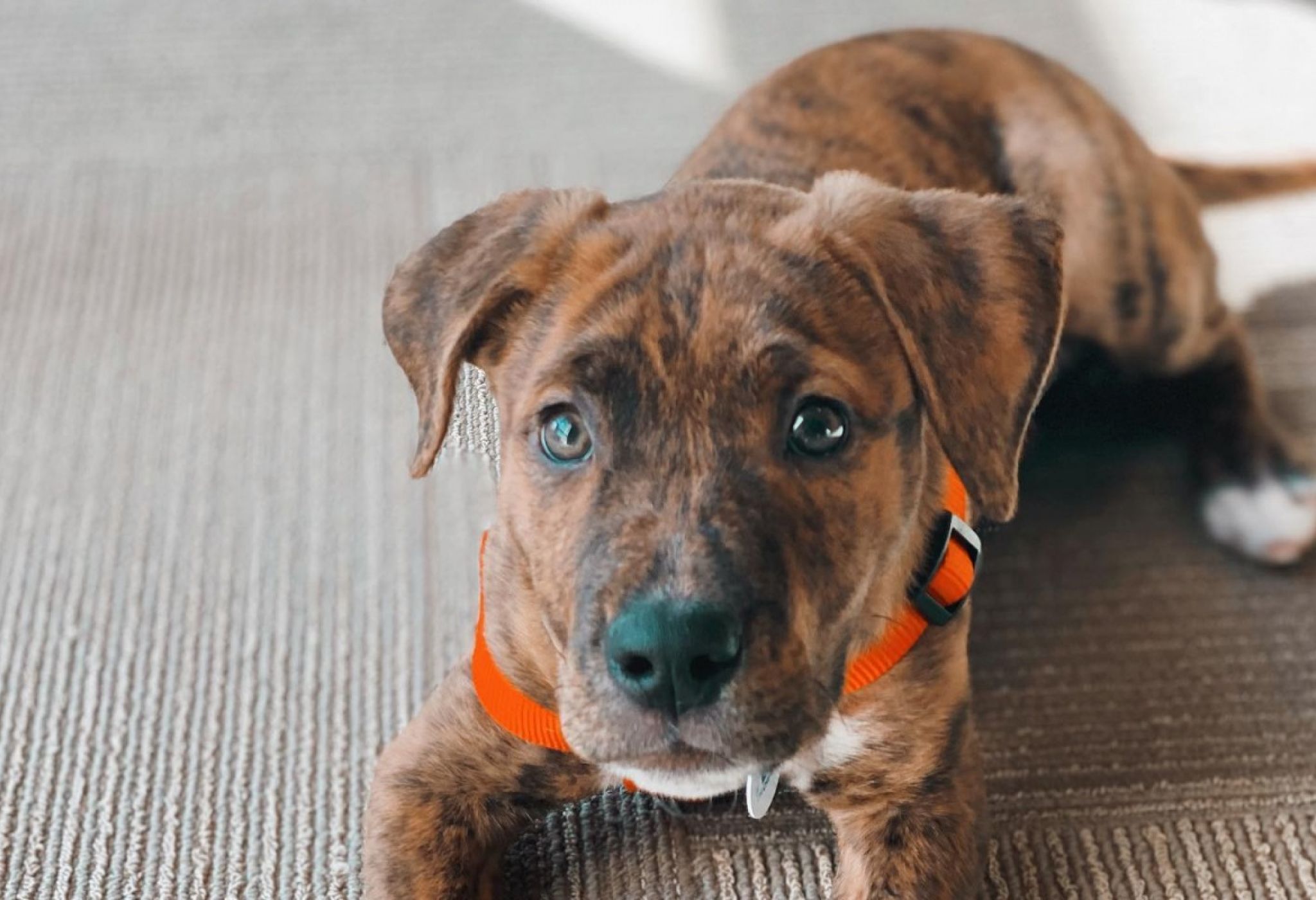 Cute brown and black puppy laying down looking at the camera